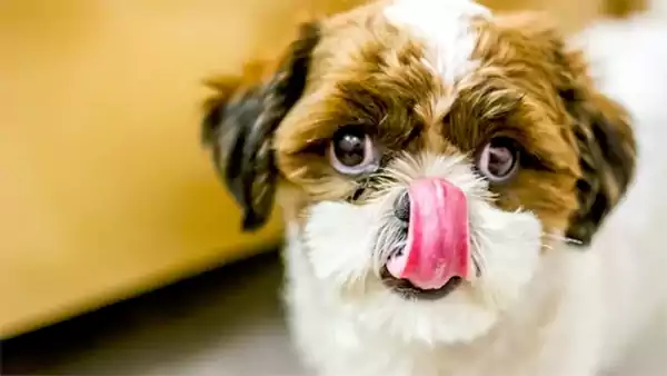  Dog Licking Nose