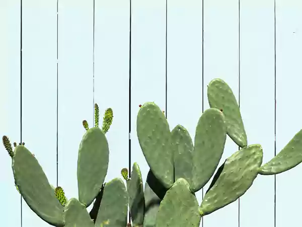 A plant of Nopal Cactus