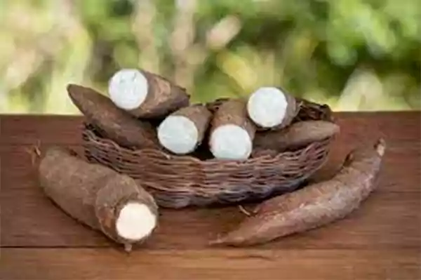 Cassava root plant in a basket