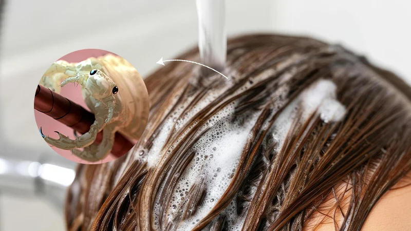 Stop Lice Permanently